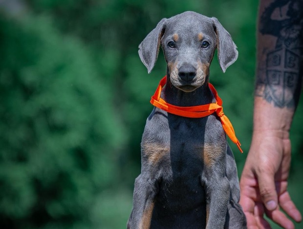 Doberman Pinscher Doberman – Beautiful Puppies