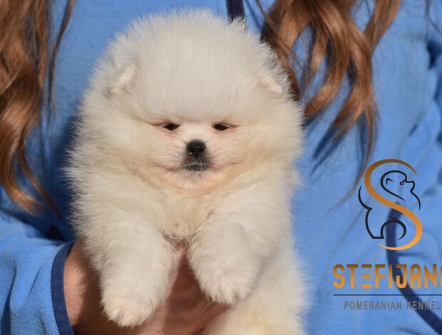 Pomeranian Pomeranian Spitz puppies