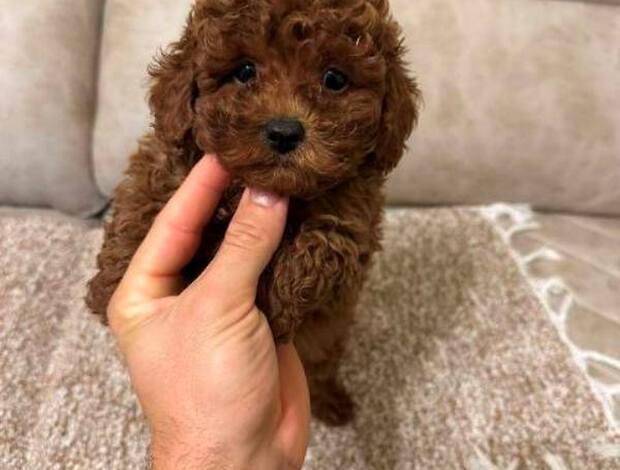 Poodle Toy poodles of superior origin