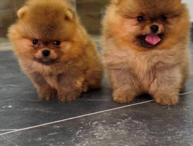 Pomeranian Top quality Pomeranians