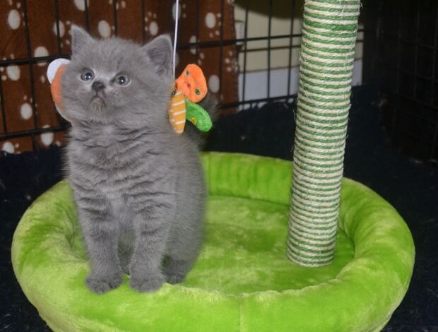 British Shorthair Beautiful British Short hair Kittens.. whatsapp for details:+447490124