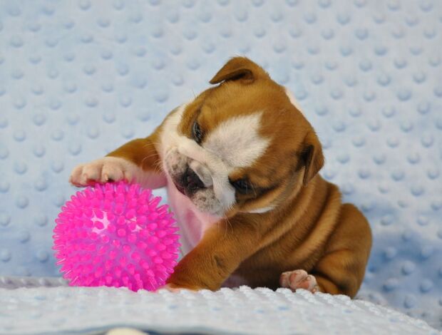 Bulldog Beautiful English bulldog puppies.whatsapp for details:+447490124950