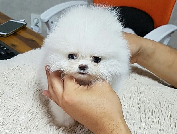 Pomeranian Beautiful Pomeranian Puppies..whatsapp for details:+447490124950
