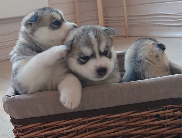 Siberian Husky Siberian husky puppies for sale.whatsapp for details:+447490124950