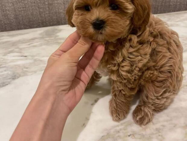 Maltese Maltese Puppies .whatsapp for details:+447490124950