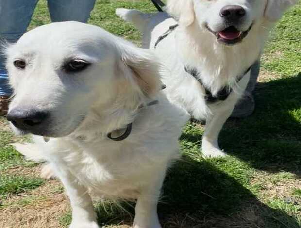 Golden Retriever Golden Retriever Tennessee: Healthy, Well-Bred Puppies Raised with Car