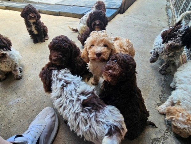 Lagotto Romagnolo Lagotto Romagnolo, beautiful puppies