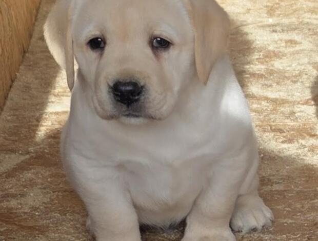 Labrador Retriever LABRADOR retriever, puppies of champion origin