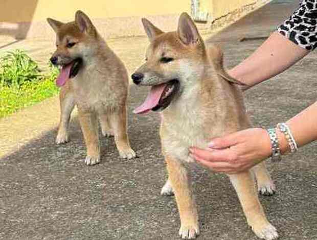 Shiba Inu Shiba inu puppies from top parents