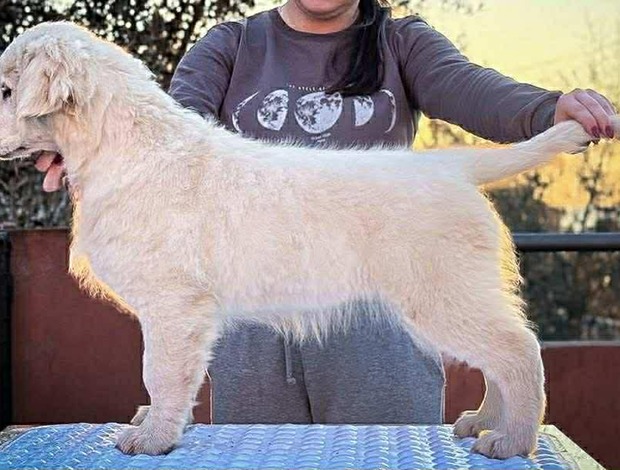 Golden Retriever Golden Retriever puppy