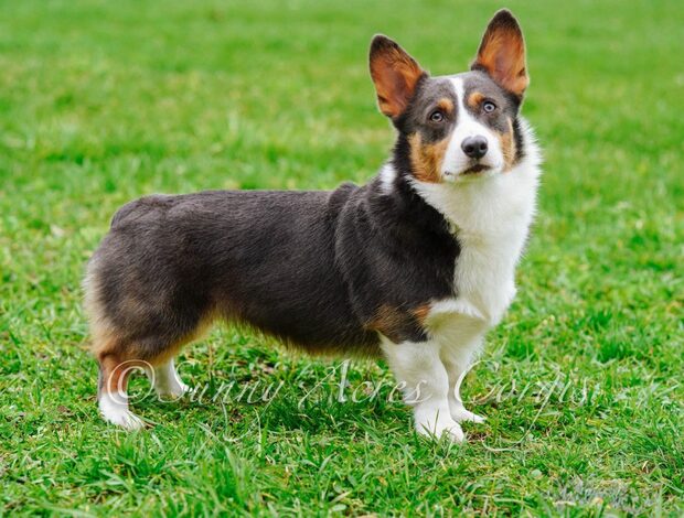 Welsh Corgi, Pembroke Pembroke Welsh Corgi Puppies by Indiana Goldens for Loving Families