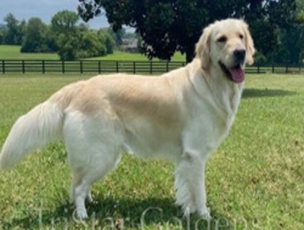 Golden Retriever Golden Retriever Puppies For Sale Near Nashville