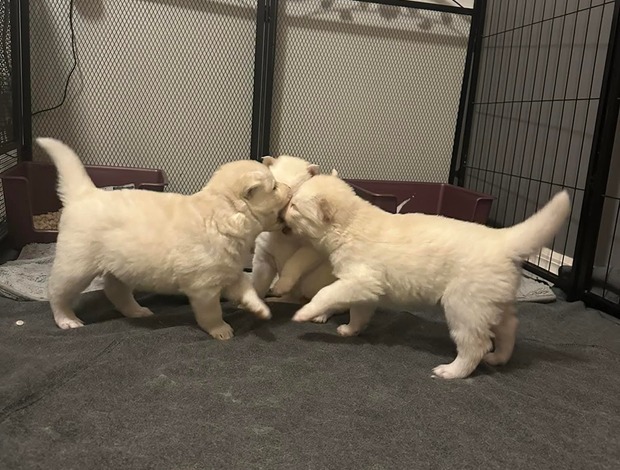 Golden Retriever golden retriever puppies available for adoption