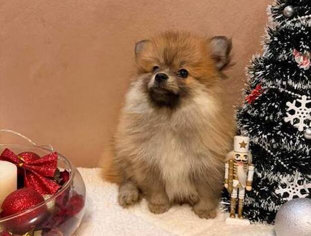 Pomeranian Pomeranian Spitz puppies orange and white