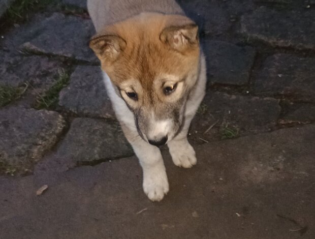 West Siberian Laika West Siberian Laika puppies