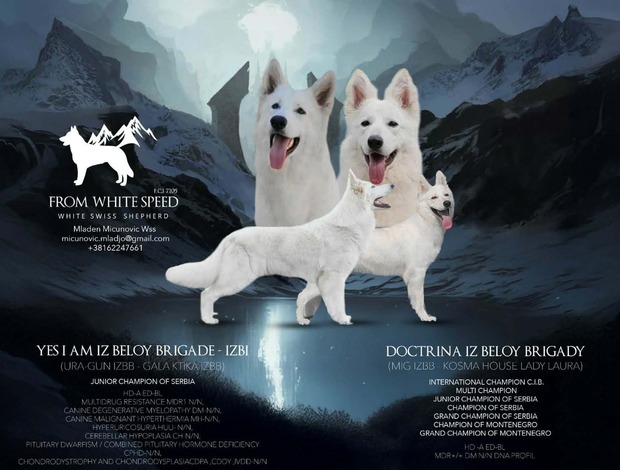 White Shepherd White Swiss Shepherd – Puppies