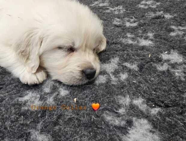 Golden Retriever playful golden retriever puppies