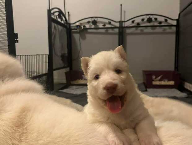 Golden Retriever healthy golden retriever puppies