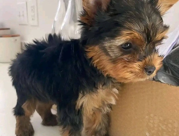 Yorkshire Terrier Healthy Yorkie puppies