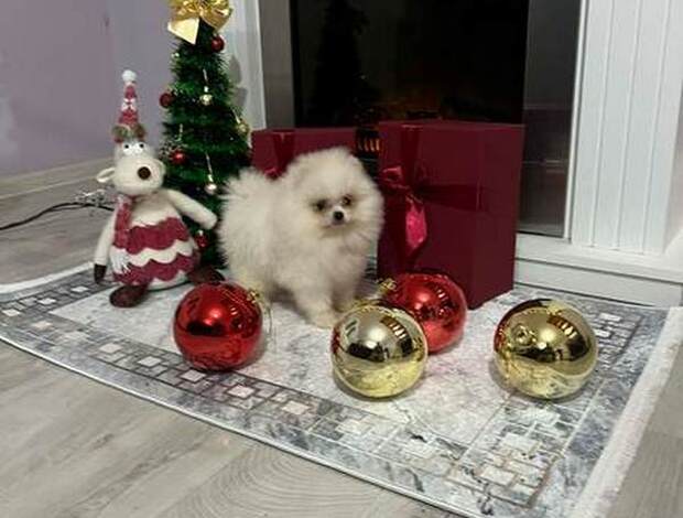 Pomeranian Pomeranian, top quality puppies Pomeranian puppies. Twenty years of ex