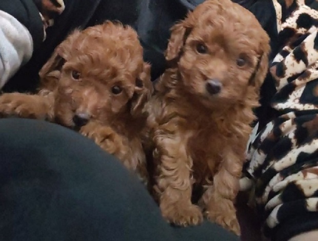 Poodle Red toy poodle