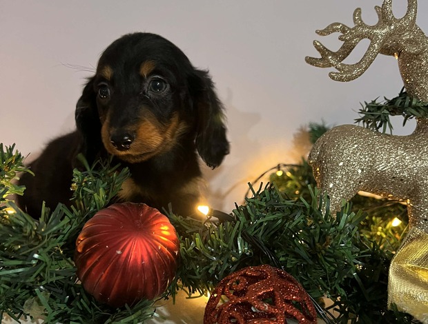 Dachshund Mini long-haired dachshunds, puppies
