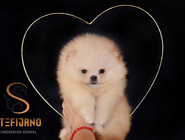 Pomeranian Pomeranian Spitz puppies