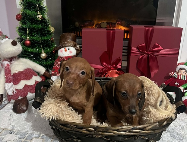 Dachshund Mini Shorthair Dachshunds, Puppies