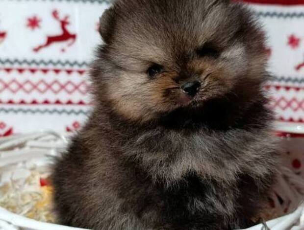 Pomeranian Pomeranian Spitz, female puppies