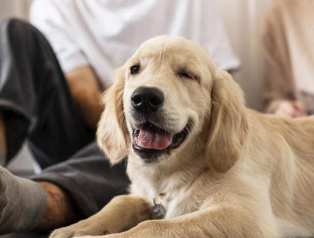 Golden Retriever Cream Golden Retriever Puppies: Gentle, Elegant, and Perfect Family Co