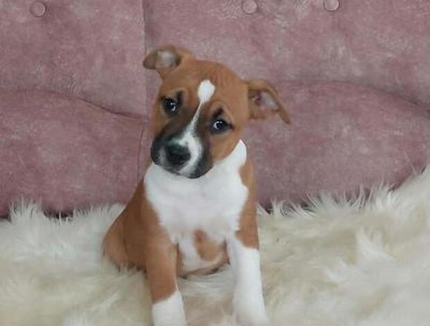 American Staffordshire Terrier American Staffordshire Terrier Welpen