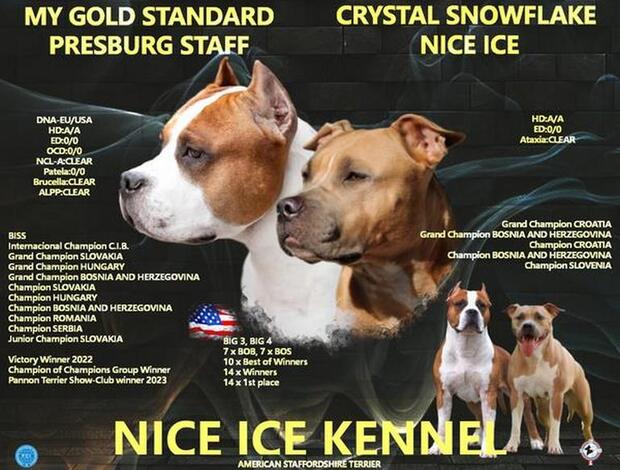 American Staffordshire Terrier American Staffordshire terrier