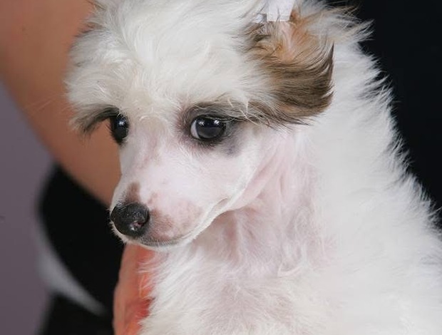 Chinese Crested Dog Chinese Crested Puppies