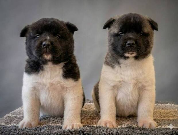 American Akita American Akita, top quality puppies