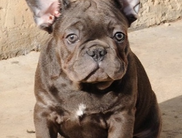 French Bulldog French bulldog, exotic puppies