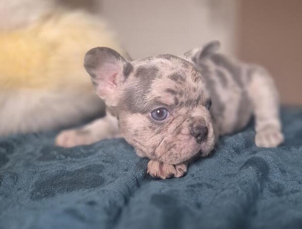 French Bulldog French bulldog puppies - Merle and Choco