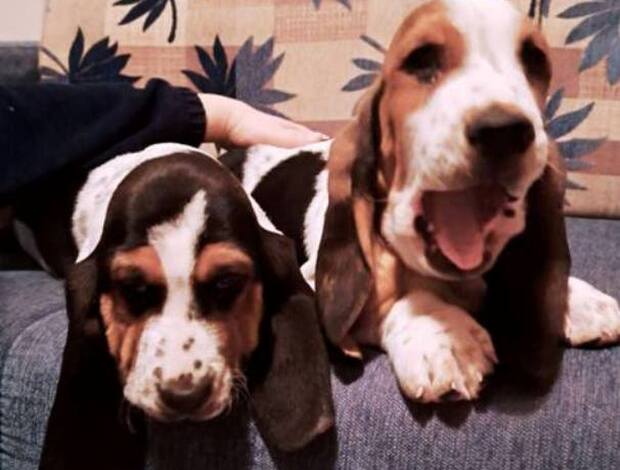 Basset Hound Basset hound puppies