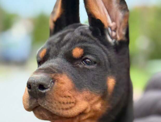 Doberman Pinscher Doberman puppies, black and brown