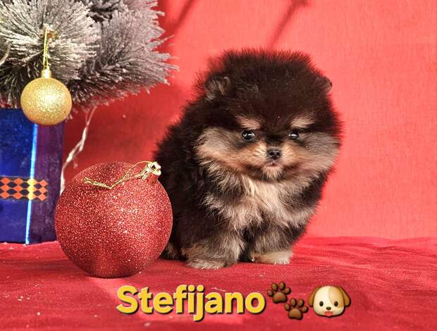 Pomeranian Pomeranian Boo – CHOCOLATE & TAN Puppies | NEW