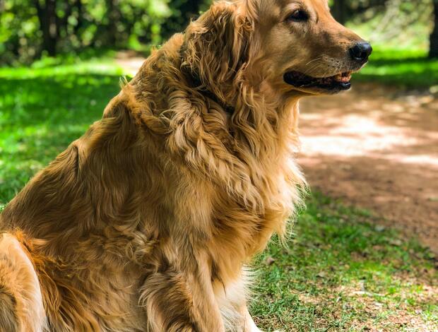 Golden Retriever Golden Retriever Puppies Near Nashville : Healthy, Friendly Puppies