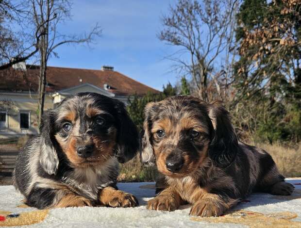 Dachshund Long haired dachshund