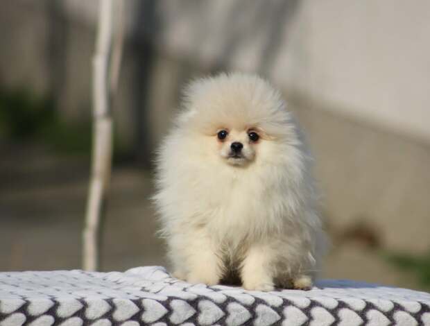 Pomeranian Pomeranian Boo puppies