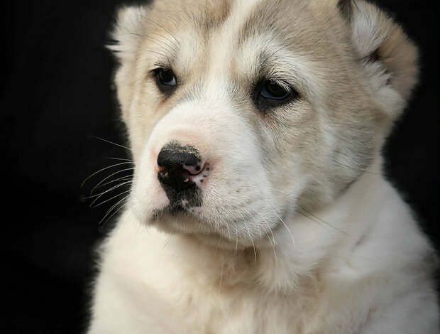 Central Asian Shepherd Dog Central Asian Shepherd Dog – Top Quality Puppies