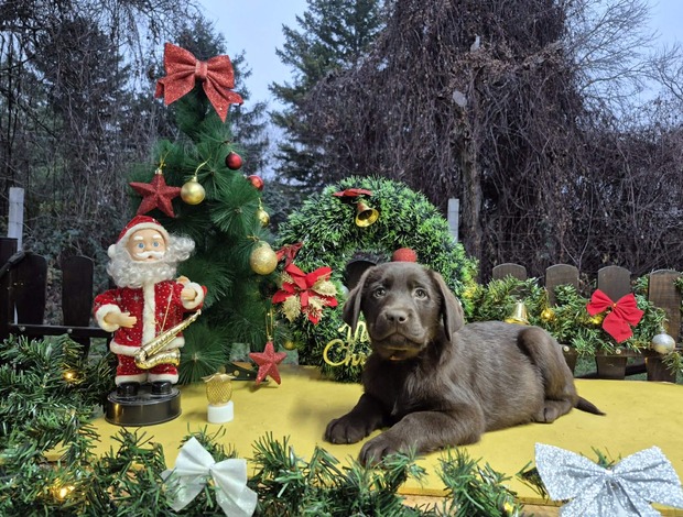 Labrador Retriever Chocolate Labrador Retriever Puppies