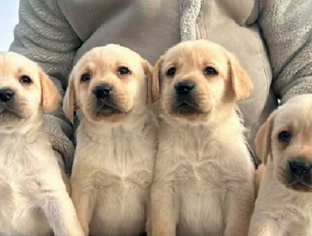 Labrador Retriever Labrador retriever