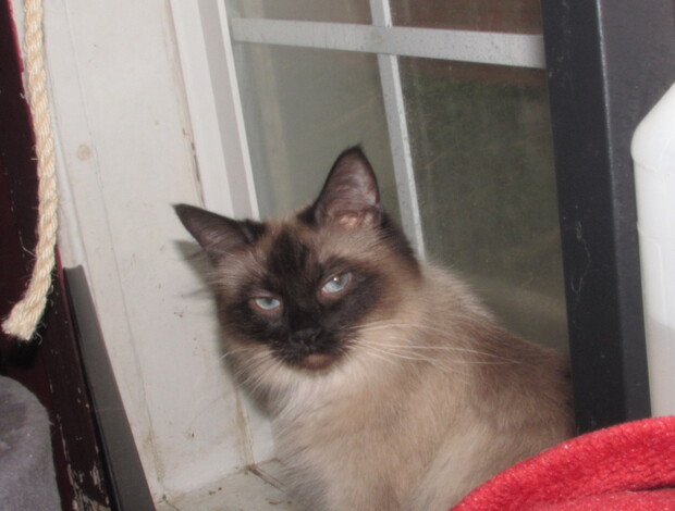 Ragdoll ragdoll kittens for sale