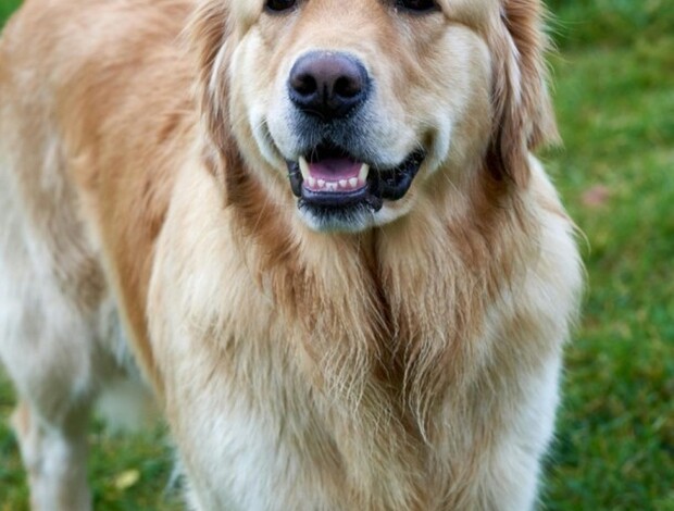 Golden Retriever AKC Golden Retriever Puppies : Healthy, Family-Raised Retriever Puppie