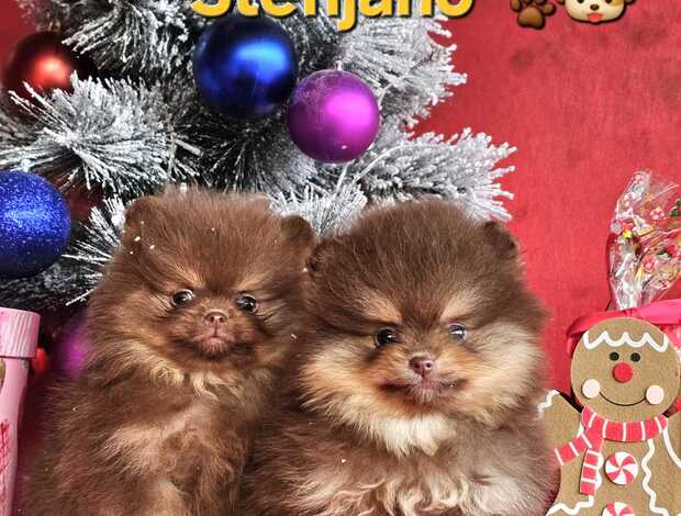 Pomeranian Pomeranian Boo Puppies