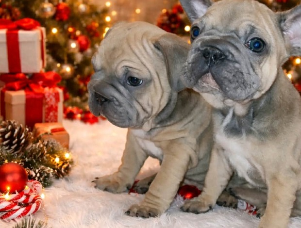 French Bulldog French Bulldog puppies for sale