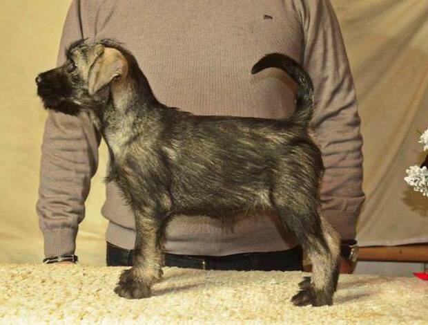 Standard Schnauzer Medium schnauzer, female puppies
